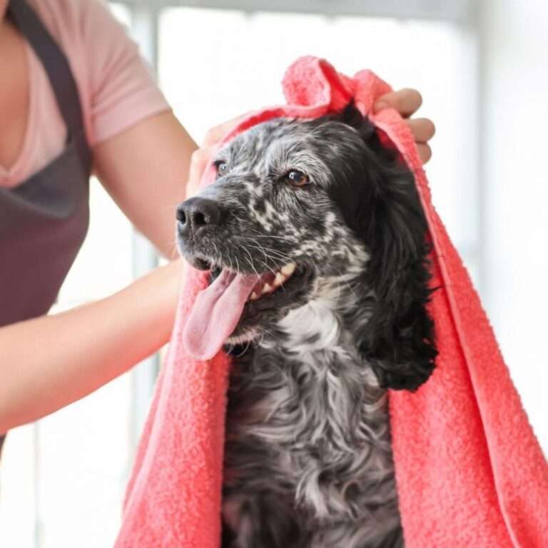 website voor trimsalon